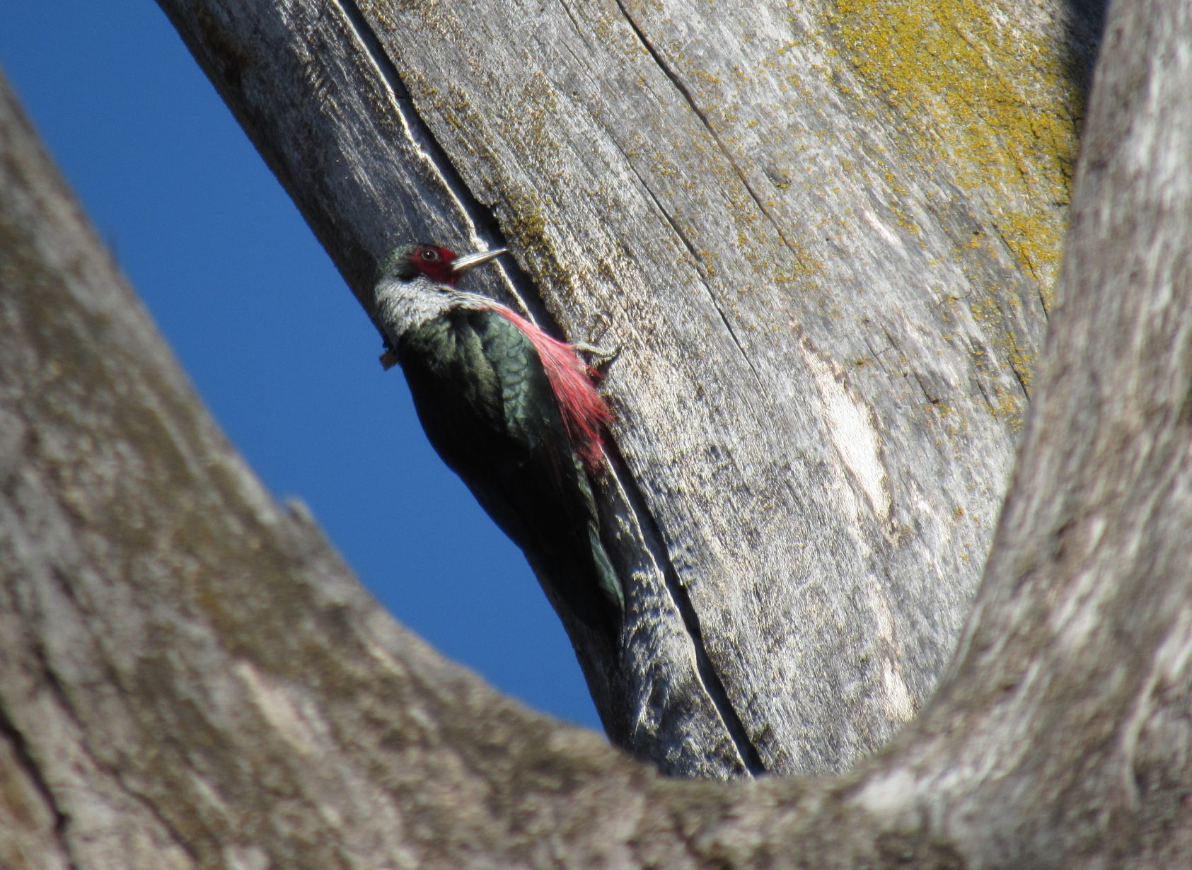 Lewis's woodpecker
